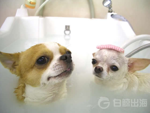 Dog in Pet Beauty Salon.jpg